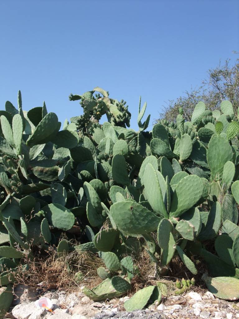 La ville de Paphos et ses alentours: Cactus